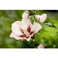 Kategorie <b>Produkt nicht gewünscht </b> - Hibiscus syriacus 'Mathilda'