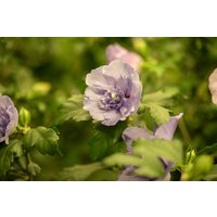Kategorie <b>Produkt nicht gewünscht </b> - Hibiscus syriacus 'Lavender Chiffon' -R-
