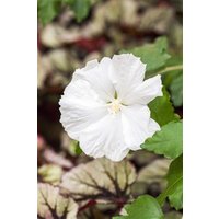 Kategorie <b>Produkt nicht gewünscht </b> - Hibiscus syriacus 'Diana'