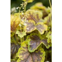 Stauden - Heucherella(x) tiarell.'Solar Eclipse'