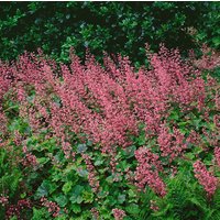 Kategorie <b>Produkt nicht gewünscht </b> - Heucherella(x) tiarell.'Bridget Bloom'
