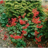 Kategorie <b>Stauden </b> - Heuchera x brizoides 'Pluie de Feu'