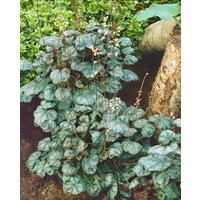 Stauden - Heuchera x brizoides 'Pewter Moon'