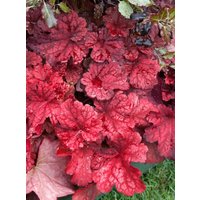 Kategorie <b>Produkt nicht gewünscht </b> - Heuchera villosa 'Autumn Leaves' -R-