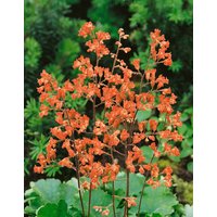 Kategorie <b>Produkt nicht gewünscht </b> - Heuchera sanguinea 'Leuchtkäfer'
