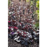 Kategorie <b>Produkt nicht gewünscht </b> - Heuchera micrantha 'Silver Scrolls' -R-