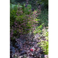 Kategorie <b>Produkt nicht gewünscht </b> - Heuchera micrantha 'Regina'