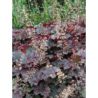 Kategorie <b>Stauden </b> - Heuchera micrantha 'Purple Petticoats'
