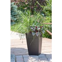 Kategorie <b>Stauden </b> - Heuchera micrantha 'Plum Pudding' -R-