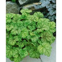 Kategorie <b>Produkt nicht gewünscht </b> - Heuchera micrantha 'Mint Frost' -R-