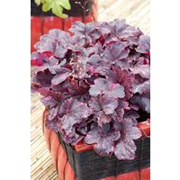 Kategorie <b>Produkt nicht gewünscht </b> - Heuchera micrantha 'Midnight Rose' -R-