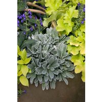 Kategorie <b>Produkt nicht gewünscht </b> - Heuchera micrantha 'Lime Marmalade'