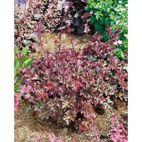 Kategorie <b>Produkt nicht gewünscht </b> - Heuchera micrantha 'Cappuccino'