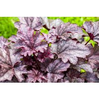 Kategorie <b>Produkt nicht gewünscht </b> - Heuchera micrantha 'Amethyst Myst'