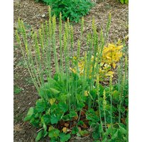 Kategorie <b>Stauden </b> - Heuchera cylindrica 'Greenfinch'