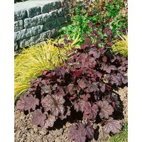 Kategorie <b>Produkt nicht gewünscht </b> - Heuchera americana 'Velvet Night'