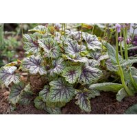 Kategorie <b>Produkt nicht gewünscht </b> - Heuchera americana 'Green Spice'
