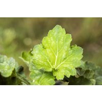 Kategorie <b>Produkt nicht gewünscht </b> - Heuchera americana 'Dale'