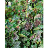 Kategorie <b>Produkt nicht gewünscht </b> - Heuchera americana 'Beauty Color'