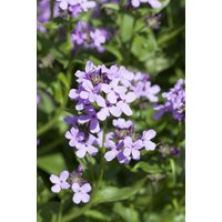 Kategorie <b>Stauden </b> - Hesperis matronalis