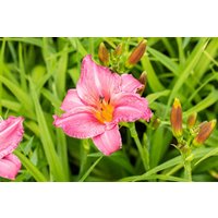 Kategorie <b>Produkt nicht gewünscht </b> - Hemerocallis x cult.'Summer Wine'