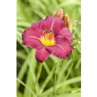 Kategorie <b>Produkt nicht gewünscht </b> - Hemerocallis x cult.'Pardon Me'