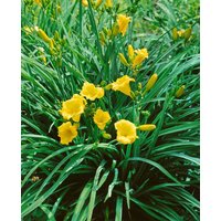 Kategorie <b>Produkt nicht gewünscht </b> - Hemerocallis x cult.'Mini Stella'