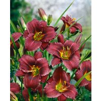 Kategorie <b>Produkt nicht gewünscht </b> - Hemerocallis x cult.'Little Grapette'