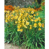 Kategorie <b>Produkt nicht gewünscht </b> - Hemerocallis x cult.'Lemon Bells'