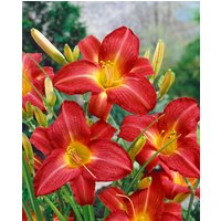 Kategorie <b>Produkt nicht gewünscht </b> - Hemerocallis x cult.'King of Hearts'