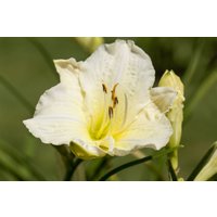 Kategorie <b>Produkt nicht gewünscht </b> - Hemerocallis x cult.'Joan Senior'