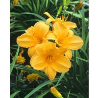 Kategorie <b>Produkt nicht gewünscht </b> - Hemerocallis x cult.'Golden Prize'