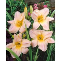 Kategorie <b>Produkt nicht gewünscht </b> - Hemerocallis x cult.'Gentle Shepherd'