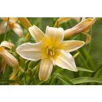 Kategorie <b>Produkt nicht gewünscht </b> - Hemerocallis x cult.'Frances Fay'