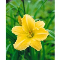 Kategorie <b>Produkt nicht gewünscht </b> - Hemerocallis x cult.'Eenie Weenie'