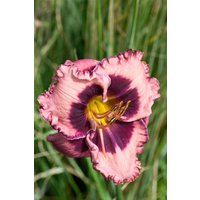 Kategorie <b>Produkt nicht gewünscht </b> - Hemerocallis x cult.'Daring Deception'