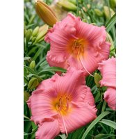 Kategorie <b>Produkt nicht gewünscht </b> - Hemerocallis x cult.'Cosmopolitan'