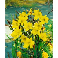 Kategorie <b>Produkt nicht gewünscht </b> - Hemerocallis x cult.'Corky'