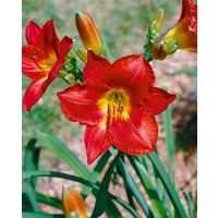 Kategorie <b>Produkt nicht gewünscht </b> - Hemerocallis x cult.'Christmas Is'