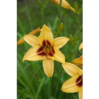 Kategorie <b>Produkt nicht gewünscht </b> - Hemerocallis x cult.'Bonanza'