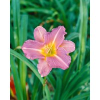 Kategorie <b>Produkt nicht gewünscht </b> - Hemerocallis x cult.'Blue Sheen'