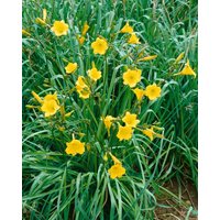 Kategorie <b>Produkt nicht gewünscht </b> - Hemerocallis x cult.'Bitsy'