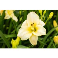 Kategorie <b>Produkt nicht gewünscht </b> - Hemerocallis x cult.'Arctic Snow'