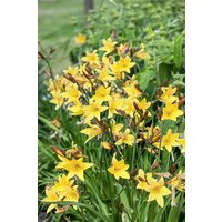 Kategorie <b>Stauden </b> - Hemerocallis minor