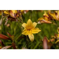 Kategorie <b>Stauden </b> - Hemerocallis middendorffii