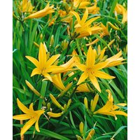 Kategorie <b>Produkt nicht gewünscht </b> - Hemerocallis citrina 'Baroni'