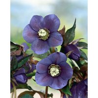 Stauden - Helleborus x or.Lady-S.'Blue Lady'