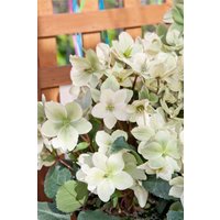 Kategorie <b>Stauden </b> - Helleborus x ericsmithii Champion