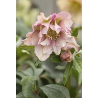Kategorie <b>Stauden </b> - Helleborus orientalis