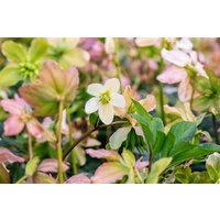 Kategorie <b>Stauden </b> - Helleborus niger 'Praecox'